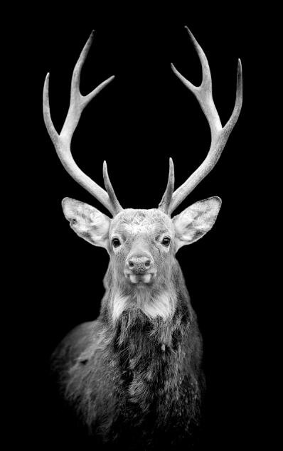 Canvas Animal Posters And Print Wall Decor PearlNestDecor.com