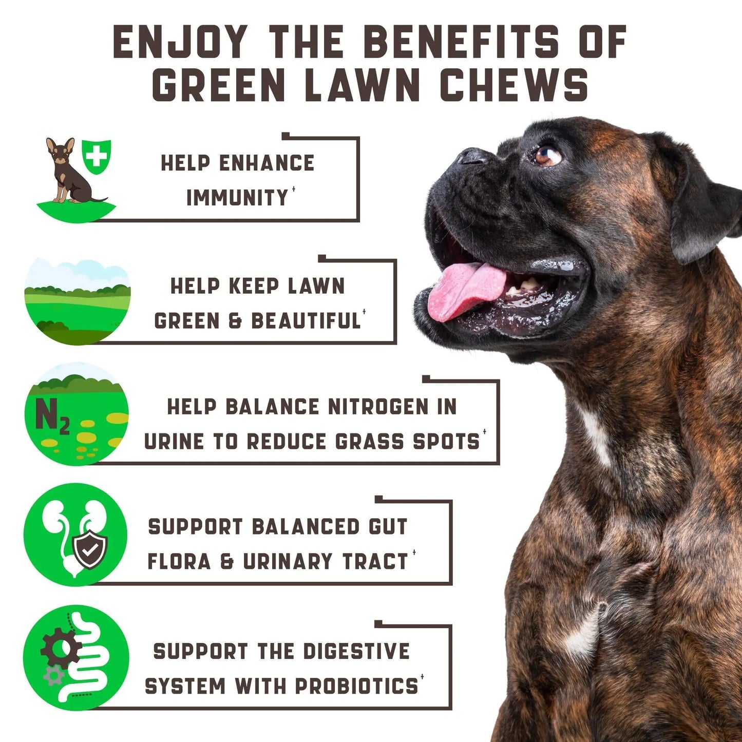 Green Lawn Chews for Dogs Cranberry ACV Digestive Enzymes Natural Dog Urine Best YouTube Store