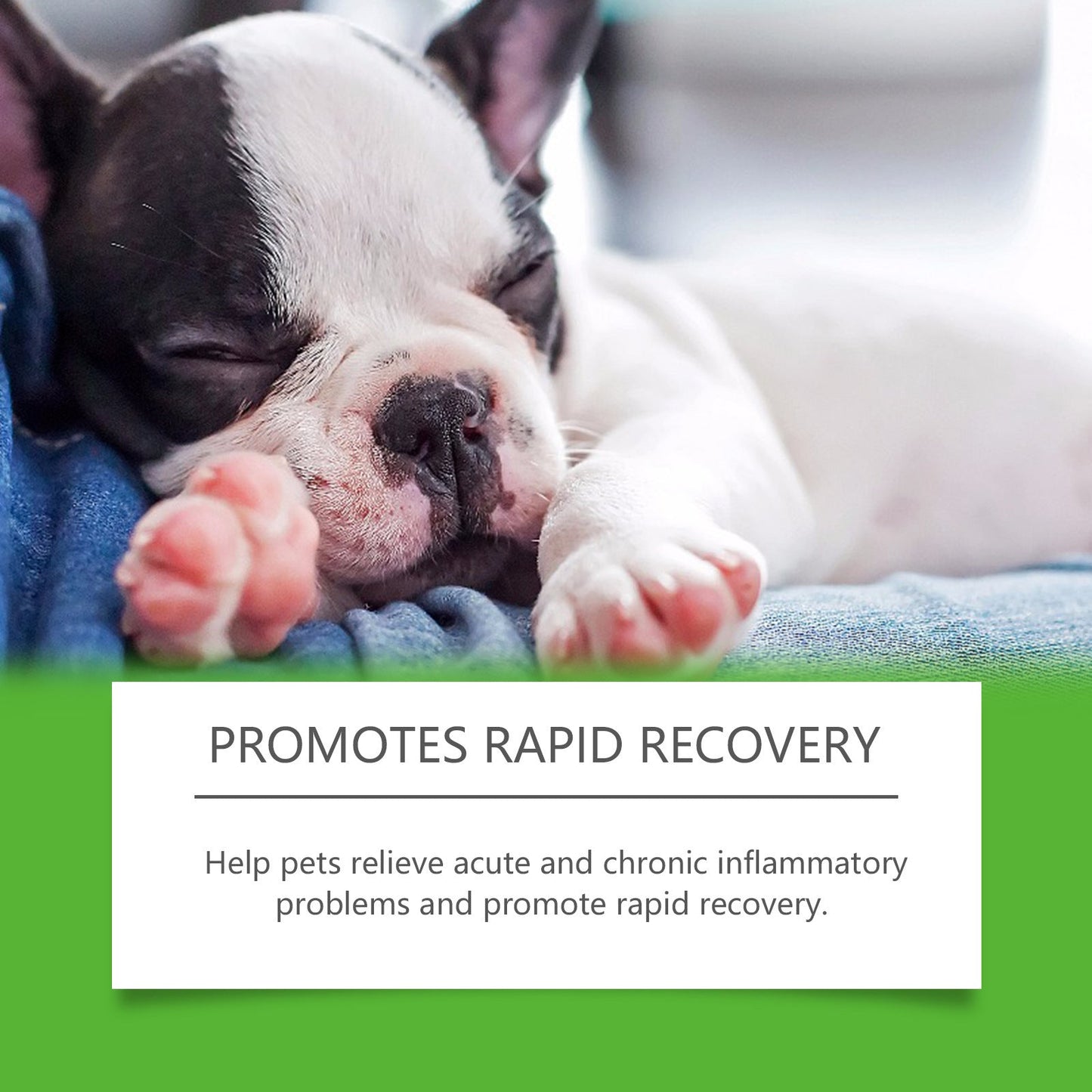 Dietary Supplements For Pets And Dogs Pets Fashion