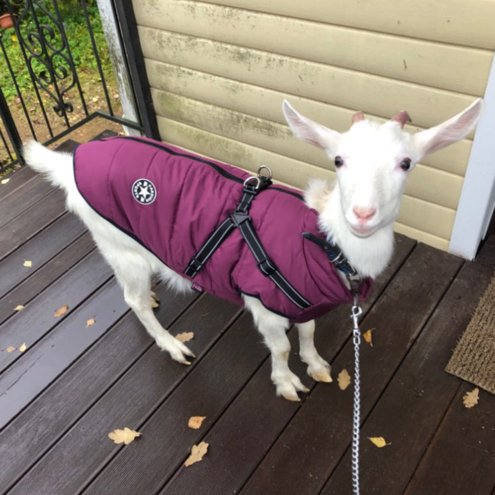 Waterproof Dog Clothes Winter Dog Coat With Harness Warm Pet Clothing Big Dog Jacket Chihuahua Labrador Coat Costume LadyShow.Store