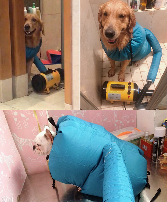 Pet Drying Box, Dryer, and Drying Bag Best YouTube Store