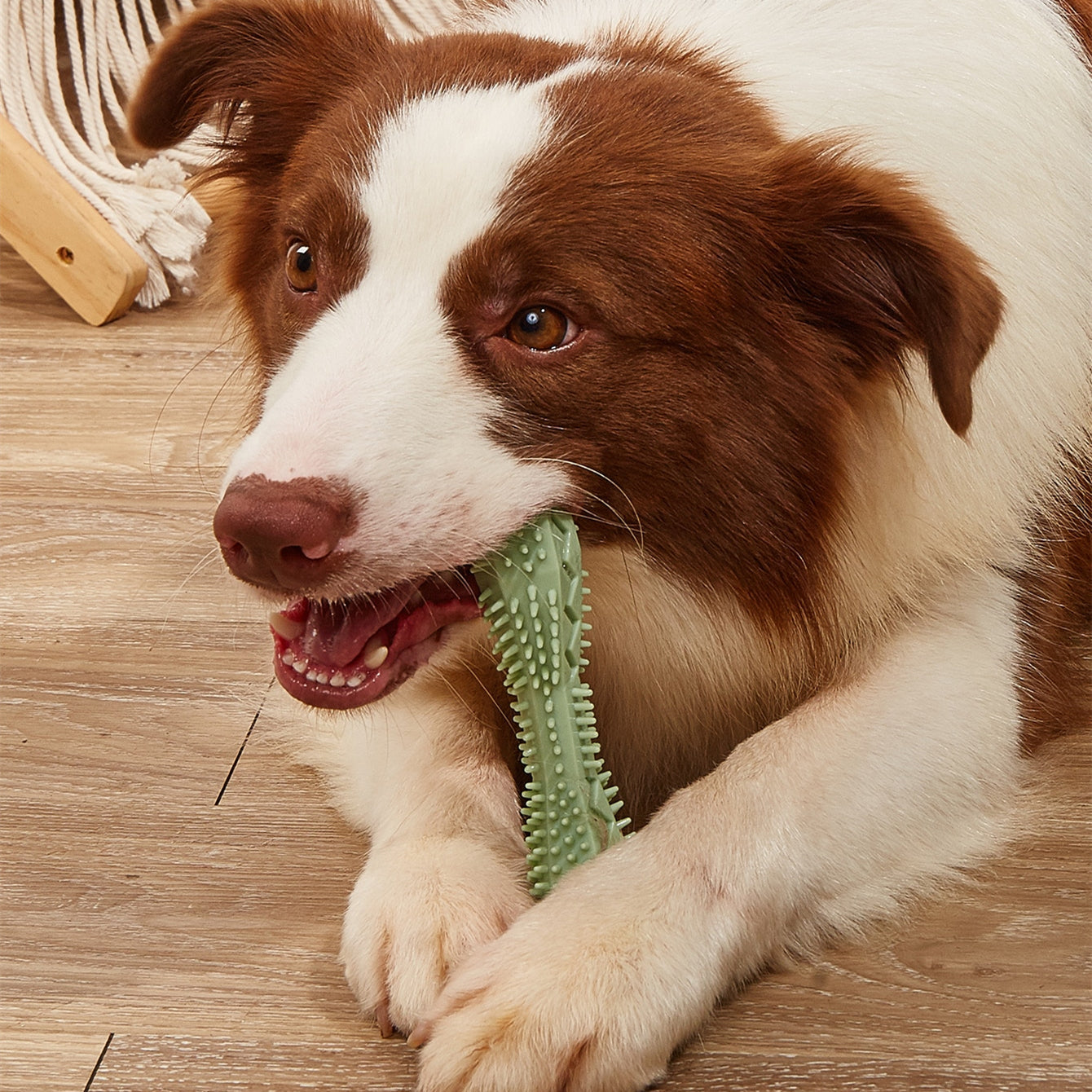 Chew Toys For Dog Teeth Cleaning Pets Fashion