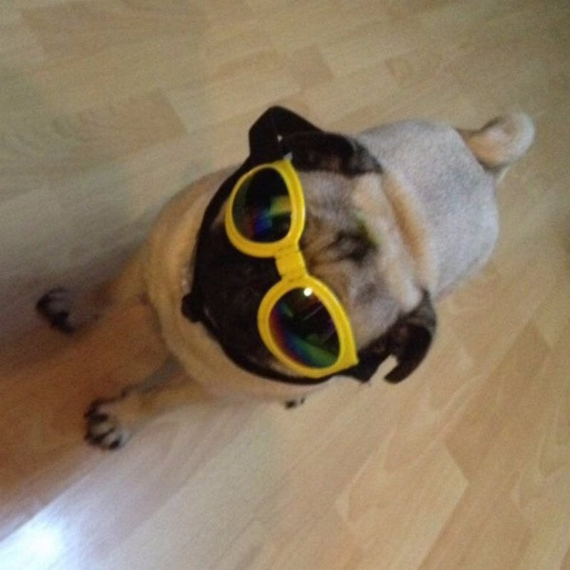 Dog Sunglasses Foldable Medium Size Waterproof Goggles UV Protection Glasses For Pets Pets Fashion