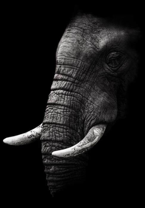Canvas Animal Posters And Print Wall Decor PearlNestDecor.com