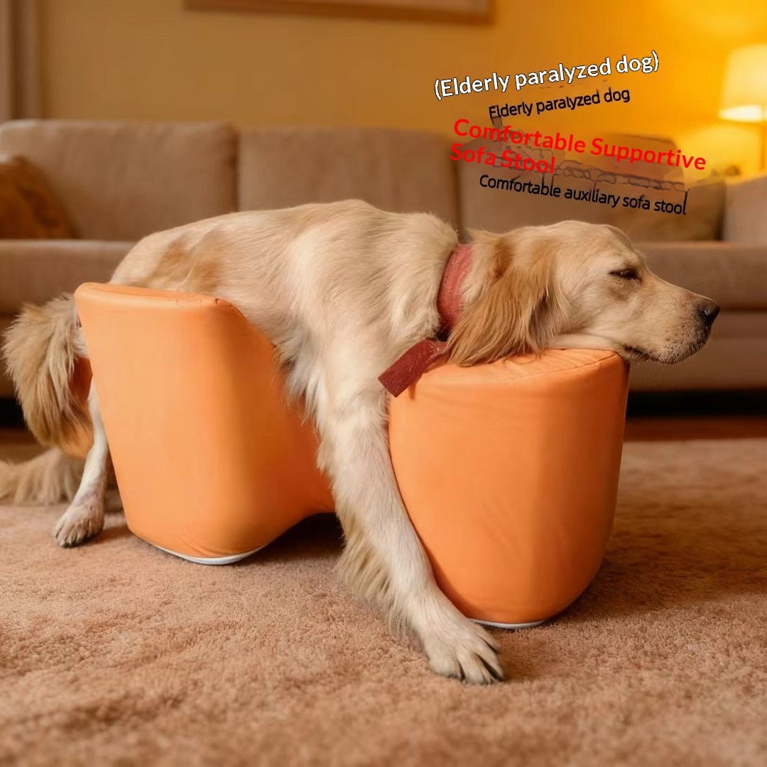 Postoperative Rehabilitation A Paralyzed Dog Rising With The Help Of A Sofa Cushion Pets Fashion