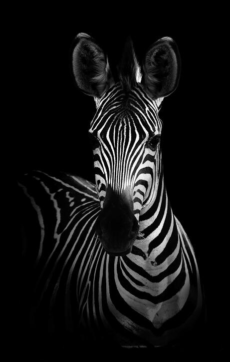 Canvas Animal Posters And Print Wall Decor PearlNestDecor.com