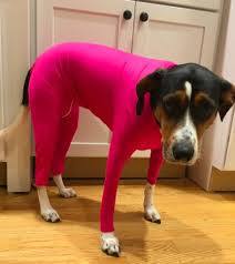 Zhongda Dog Manufacturer'S All Inclusive Four Legged Autumn And Winter New Dog Clothing Four Legged Clothing Pet Clothing Cat Elastic Pets Fashion