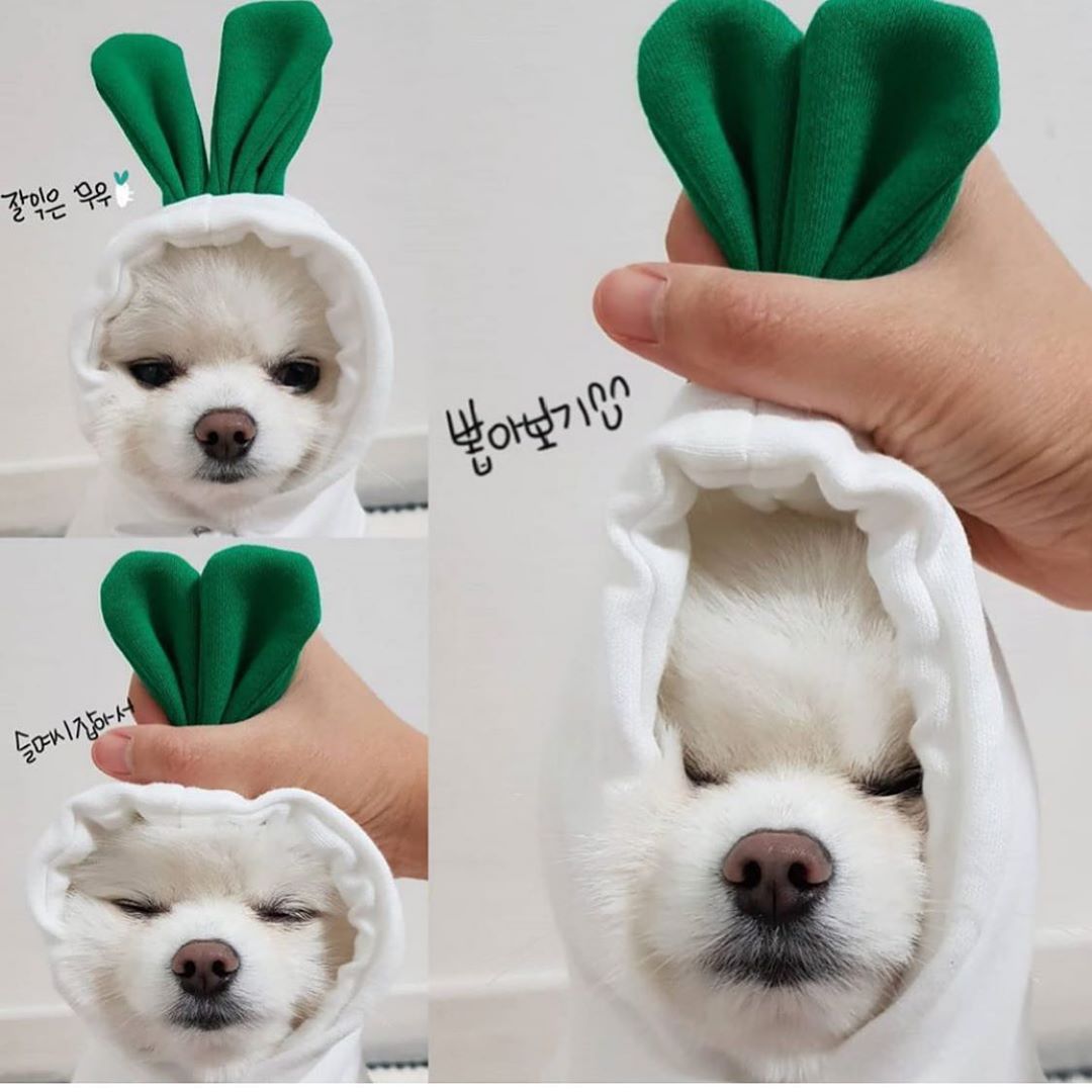 Cute Fruit Dog Clothes For Small Dogs Hoodies Winter Warm Fleece Pet Clothing Puppy Cat Costume Coat For French Chihuahua Outfit LadyShow.Store