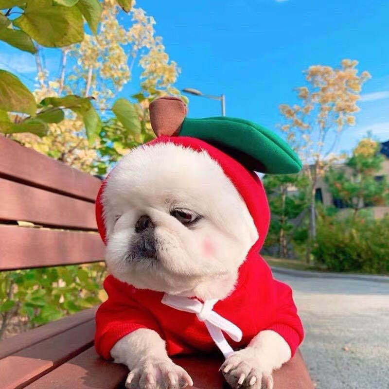 Cute Fruit Dog Clothes For Small Dogs Hoodies Winter Warm Fleece Pet Clothing Puppy Cat Costume Coat For French Chihuahua Outfit LadyShow.Store