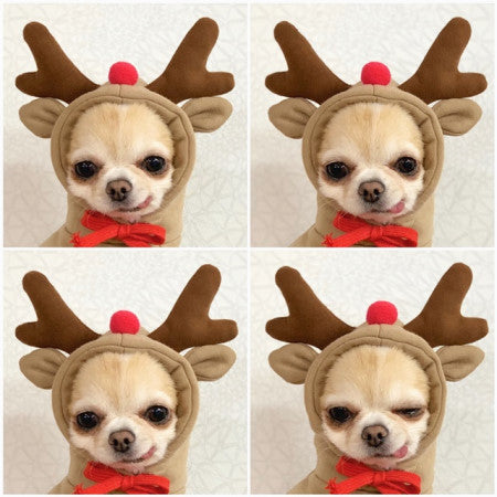Cute Fruit Dog Clothes For Small Dogs Hoodies Winter Warm Fleece Pet Clothing Puppy Cat Costume Coat For French Chihuahua Outfit LadyShow.Store
