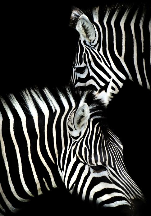Canvas Animal Posters And Print Wall Decor PearlNestDecor.com