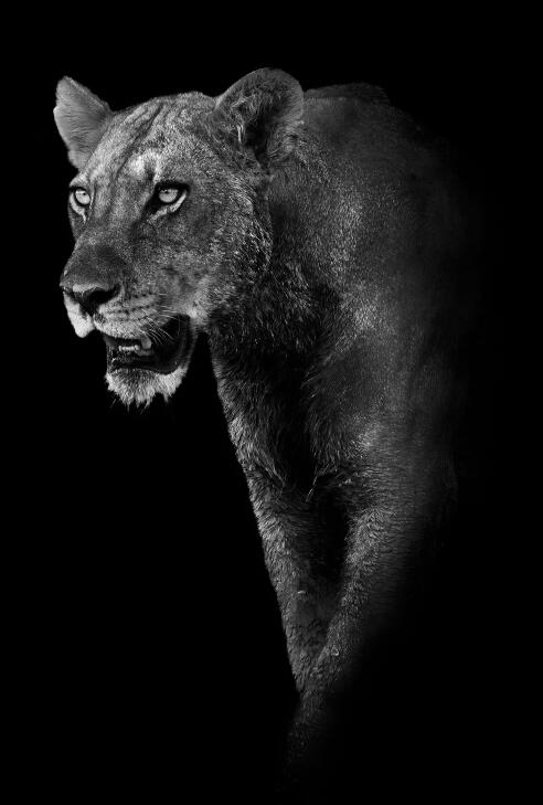 Canvas Animal Posters And Print Wall Decor PearlNestDecor.com