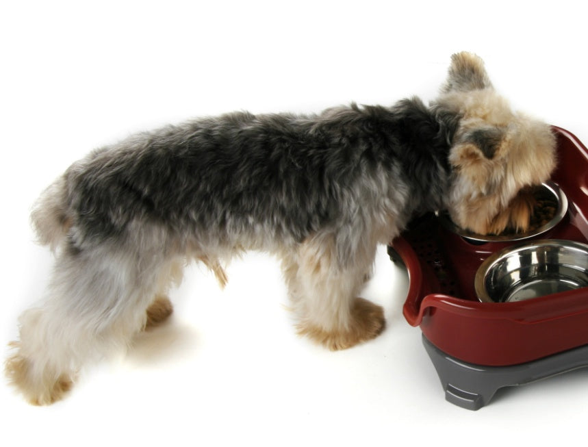 Dog bowl cat bowl pet cat double basin splash-proof neat dog cat rice bowl food bowl stainless steel bowl Pets Fashion