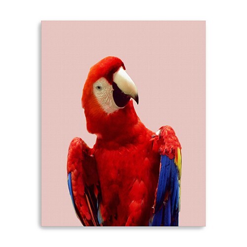 Vibrant And Vivid Bird Unframed Print Wall Art LuxuryLifeWay Online Store