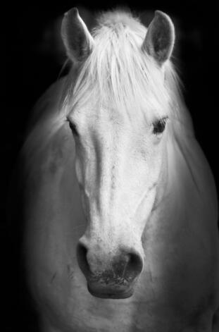 Canvas Animal Posters And Print Wall Decor PearlNestDecor.com