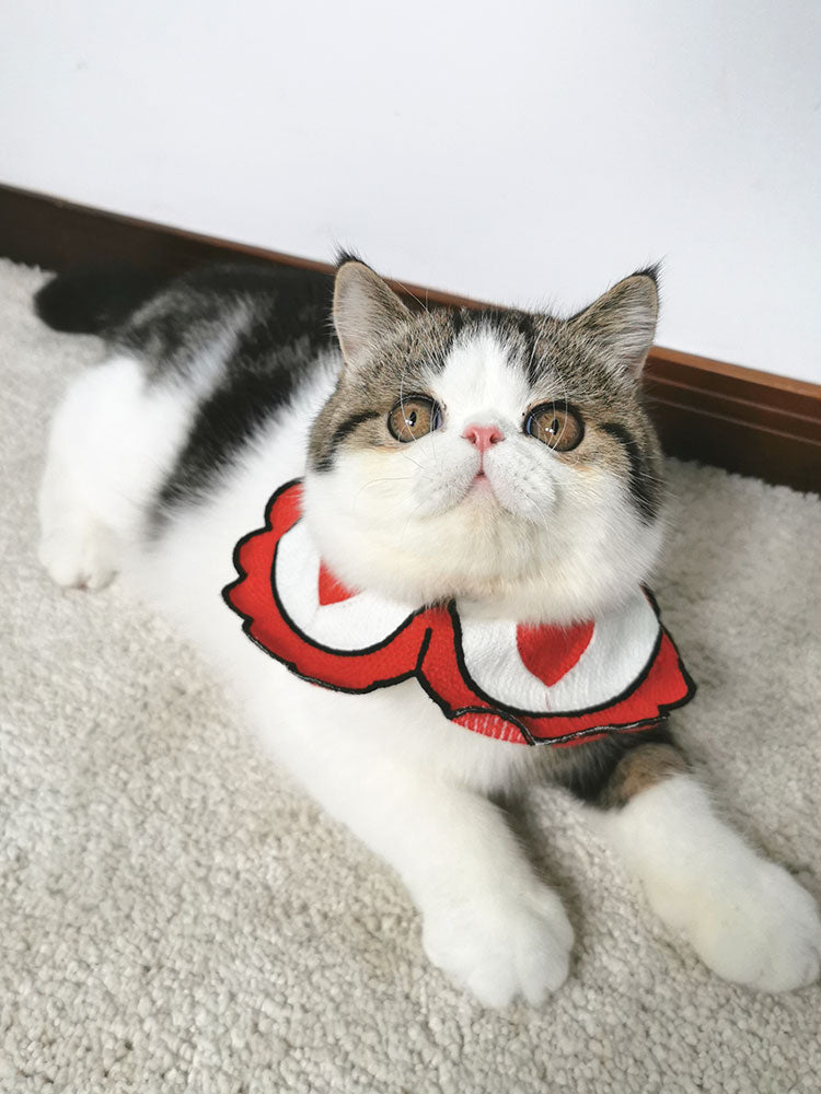 Pet collar Pets Fashion