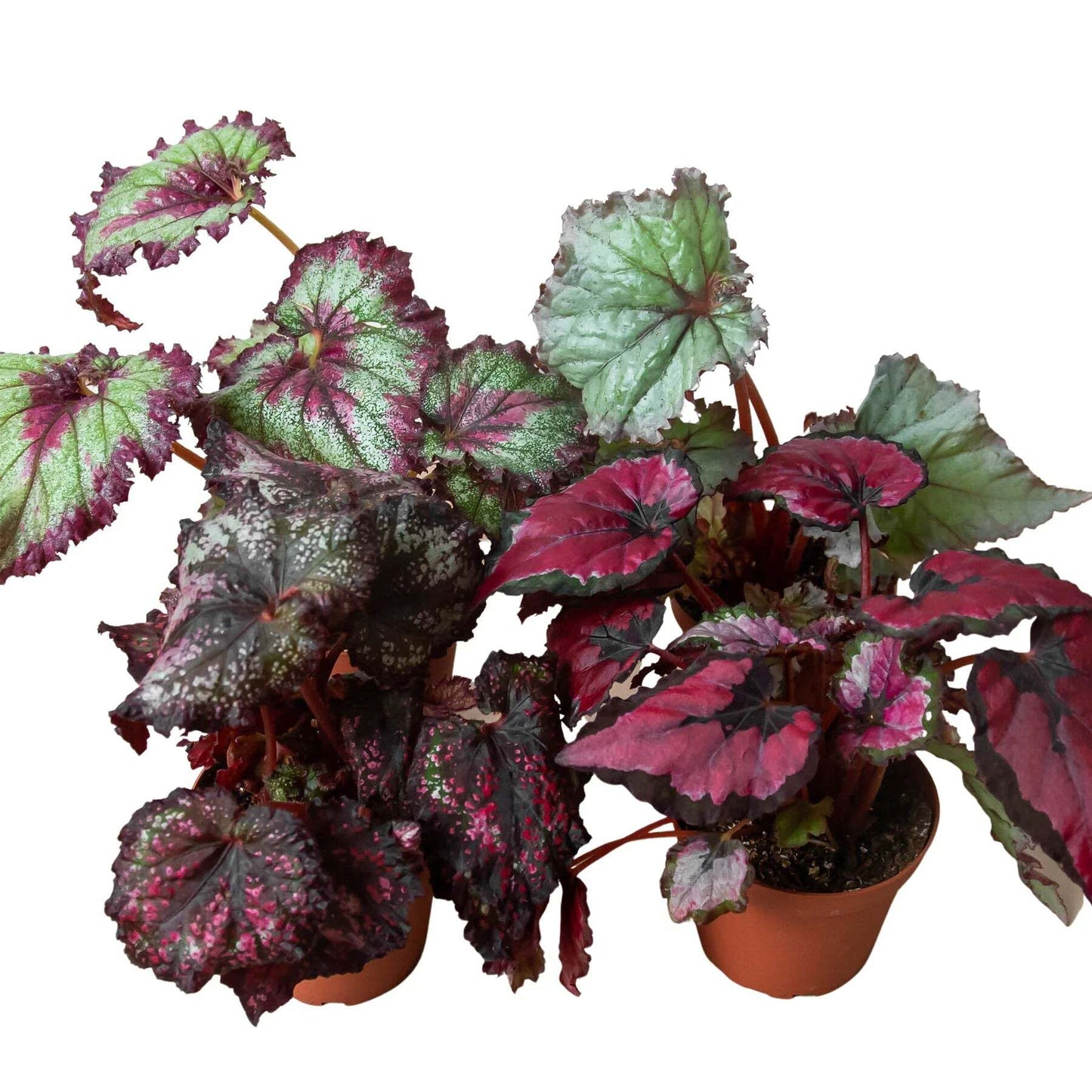 Begonia 'Rex' - 4 Pack Variety-4" Pot LuxuryLifeWay Online Store