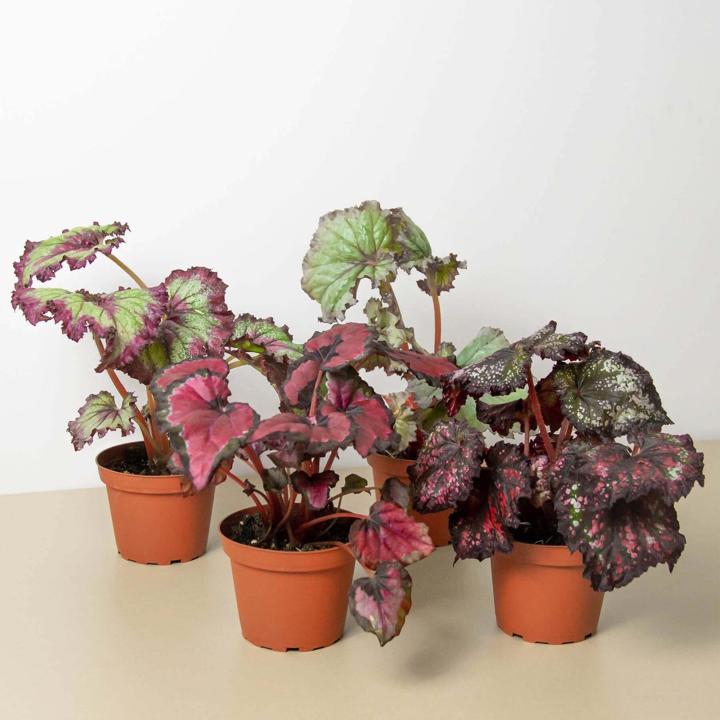 Begonia 'Rex' - 4 Pack Variety-4" Pot LuxuryLifeWay Online Store
