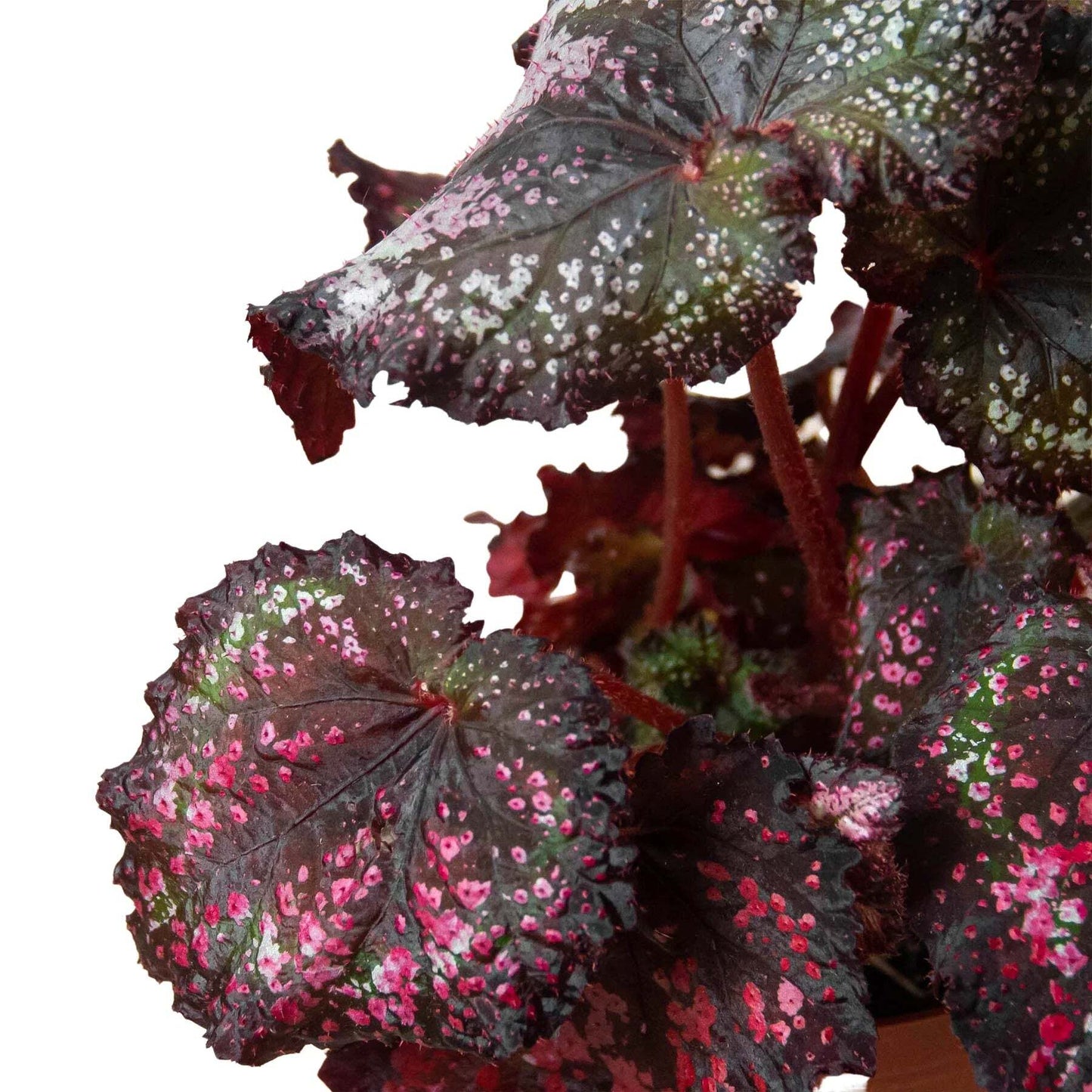 Begonia 'Rex' - 4 Pack Variety-4" Pot LuxuryLifeWay Online Store