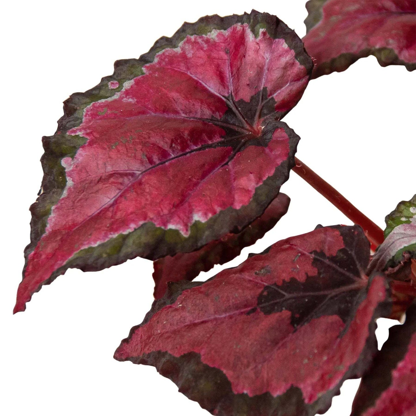 Begonia 'Rex' - 4 Pack Variety-4" Pot LuxuryLifeWay Online Store