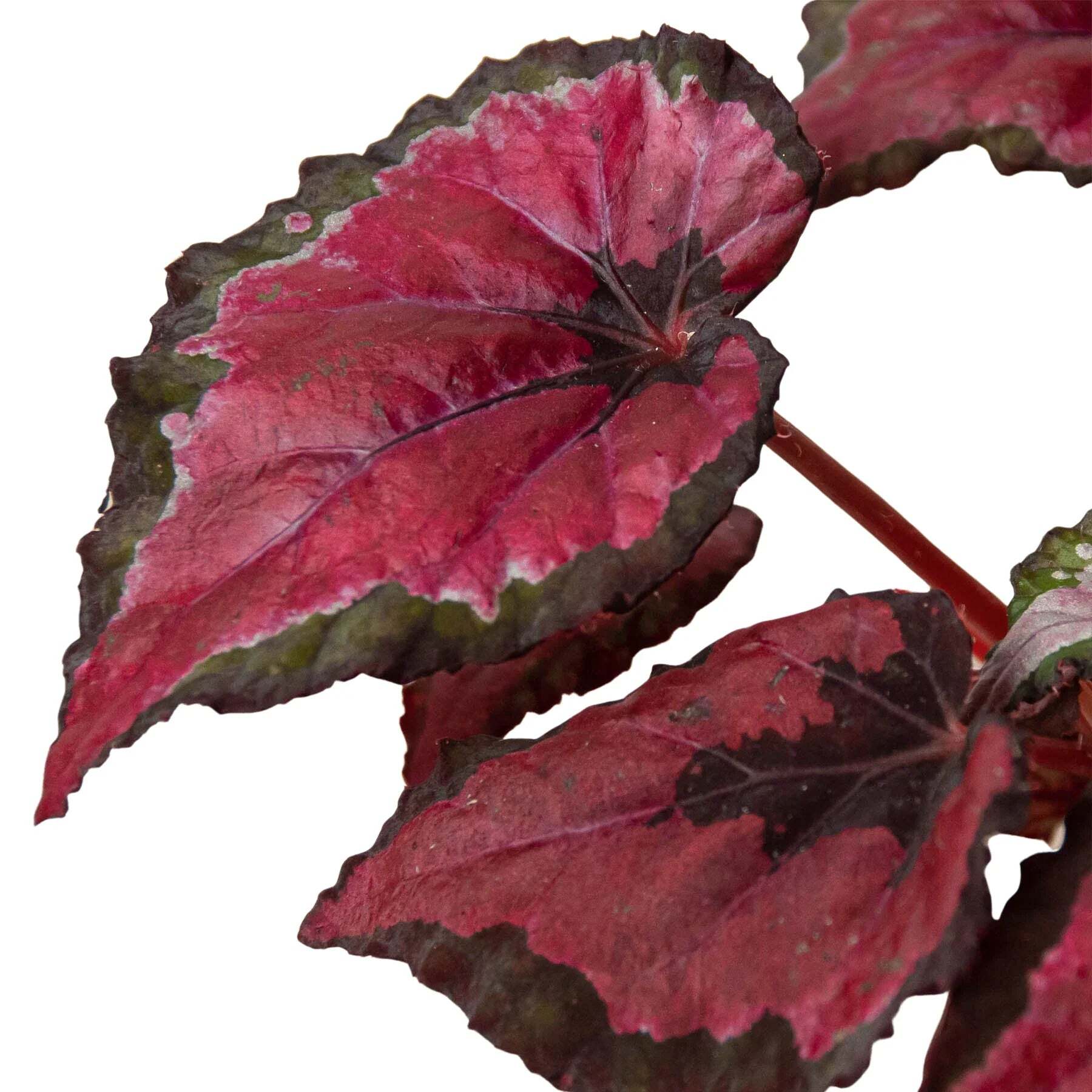 Begonia 'Rex' - 4 Pack Variety-4" Pot LuxuryLifeWay Online Store