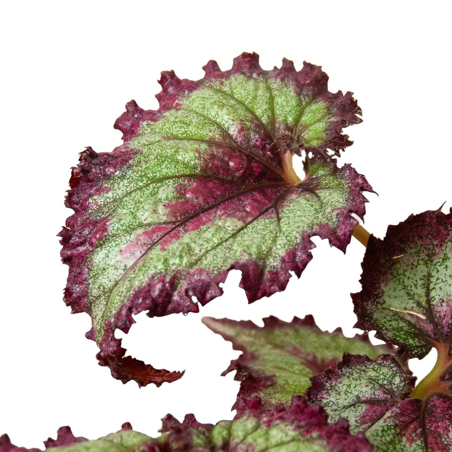 Begonia 'Rex' - 4 Pack Variety-4" Pot LuxuryLifeWay Online Store
