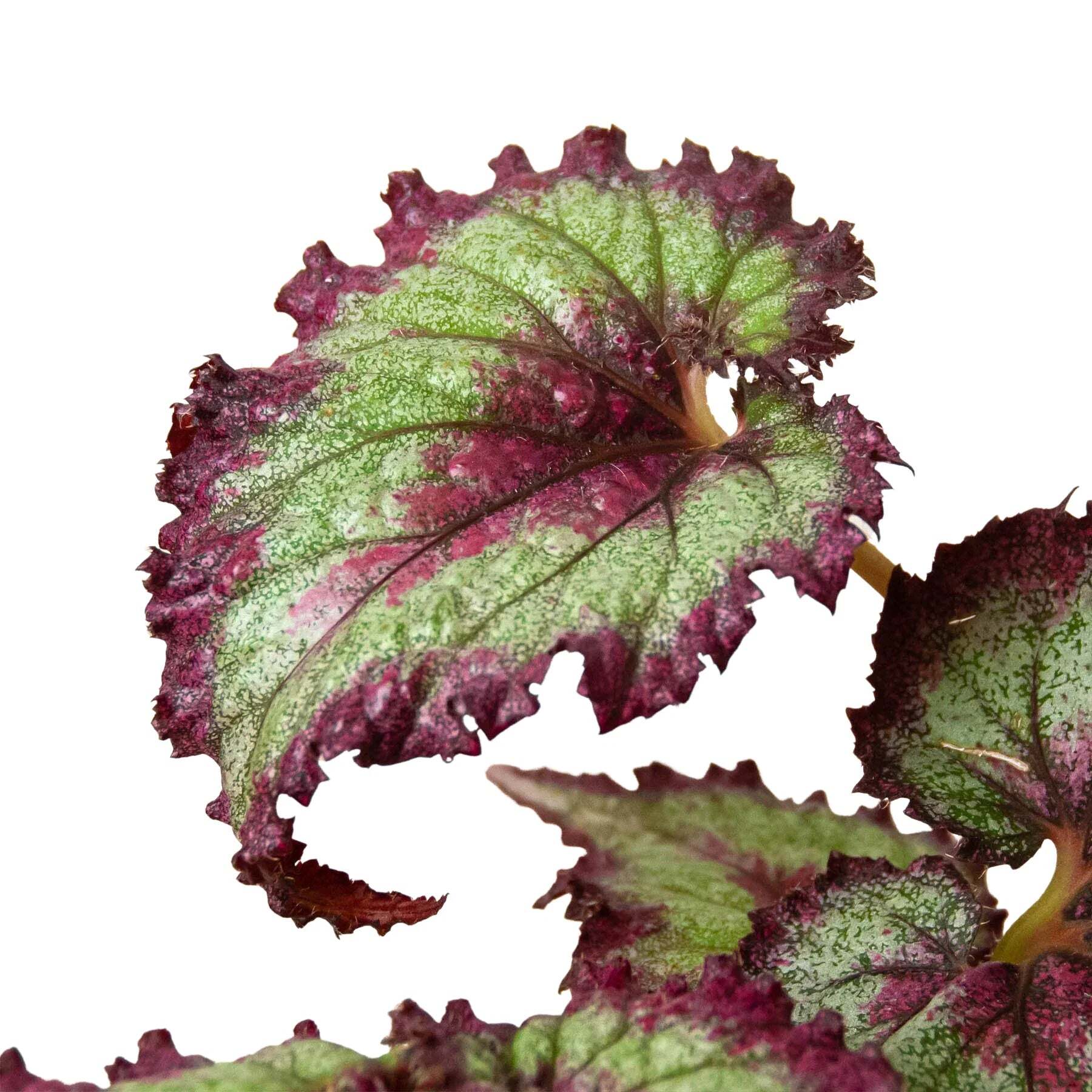 Begonia 'Rex' - 4 Pack Variety-4" Pot LuxuryLifeWay Online Store