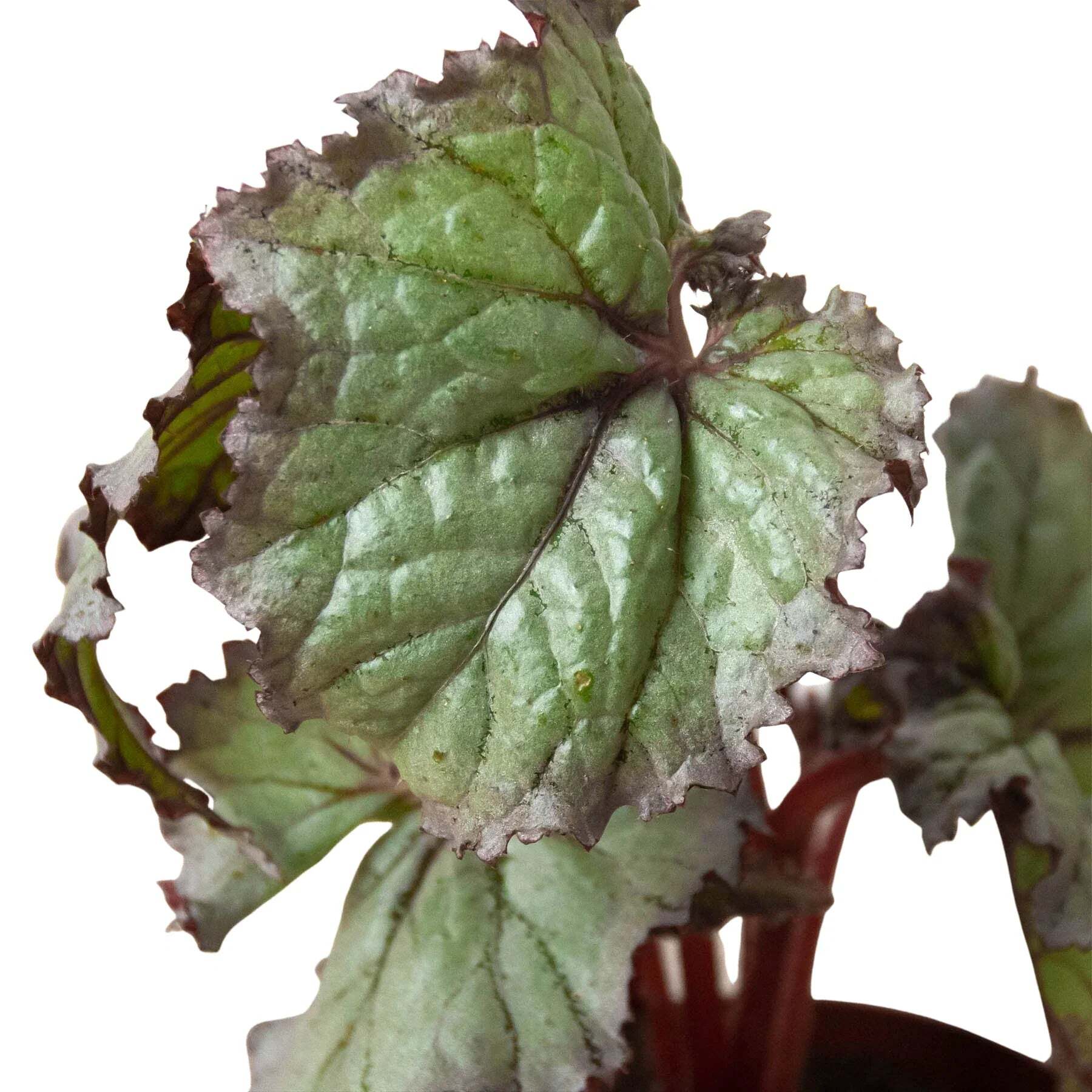 Begonia 'Rex' - 4 Pack Variety-4" Pot LuxuryLifeWay Online Store
