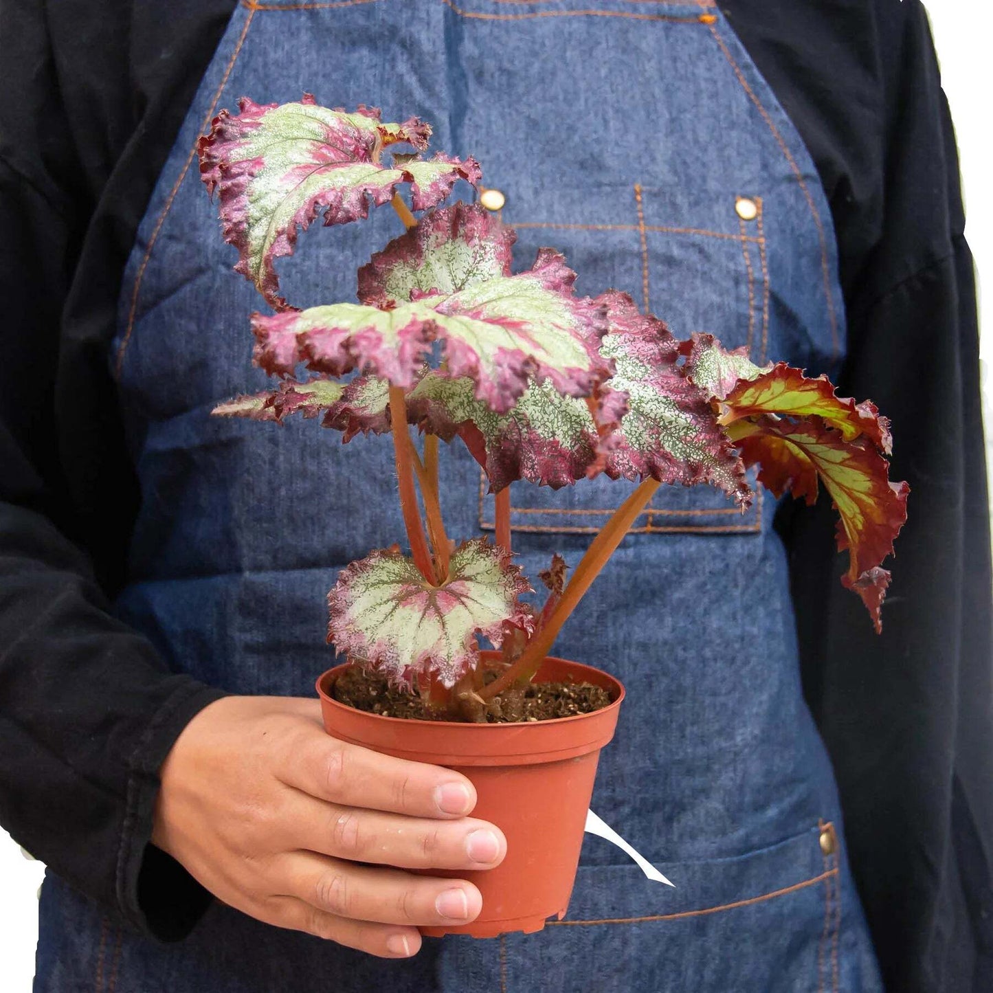 Begonia 'Rex' - 4 Pack Variety-4" Pot LuxuryLifeWay Online Store