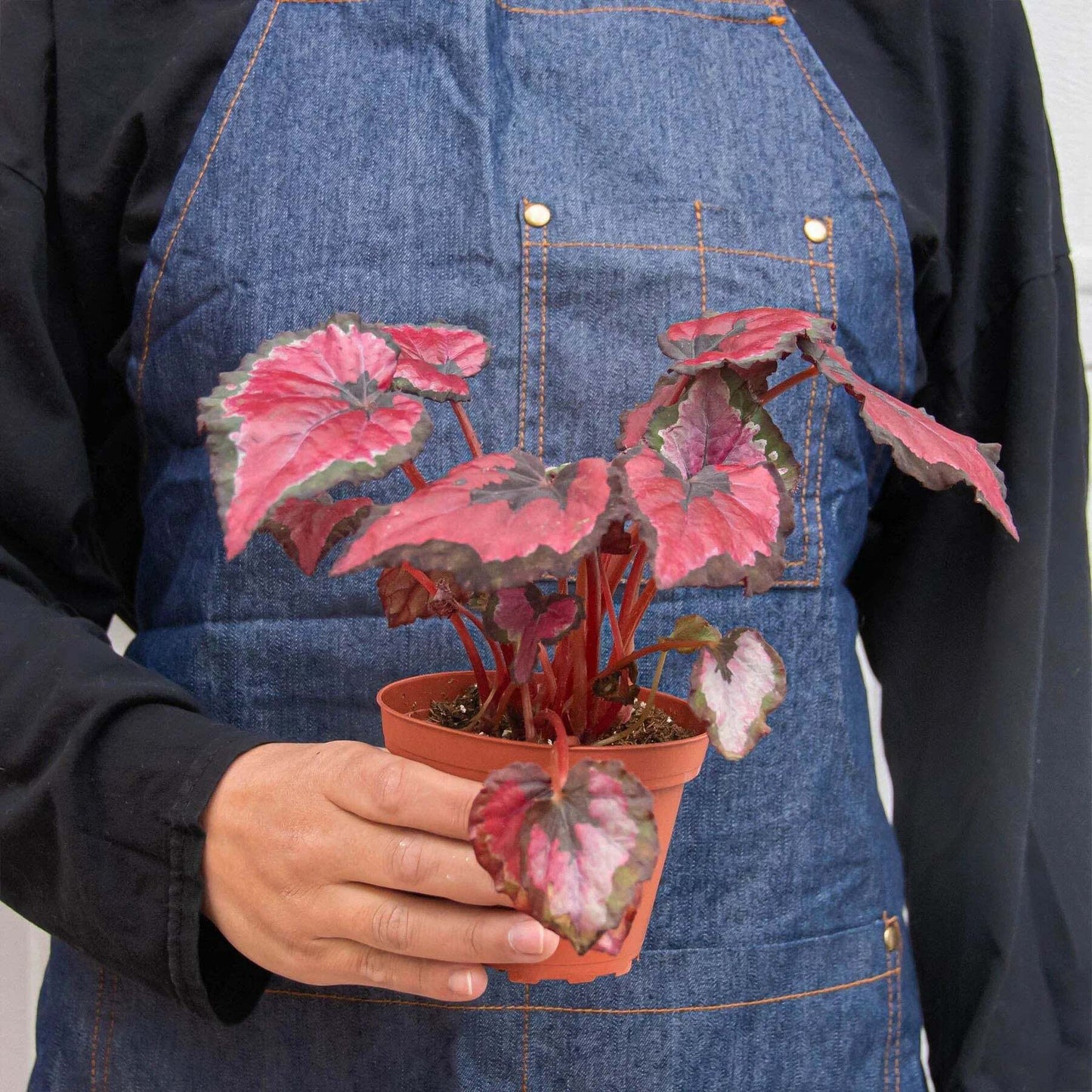 Begonia 'Rex' - 4 Pack Variety-4" Pot LuxuryLifeWay Online Store
