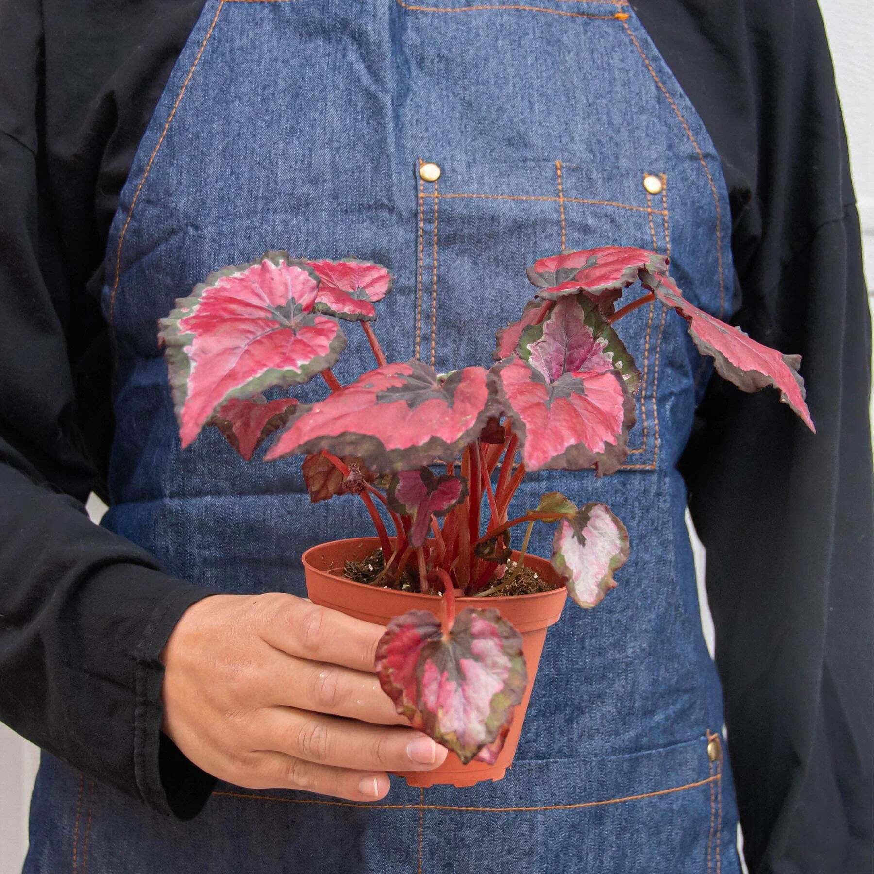 Begonia 'Rex' - 4 Pack Variety-4" Pot LuxuryLifeWay Online Store