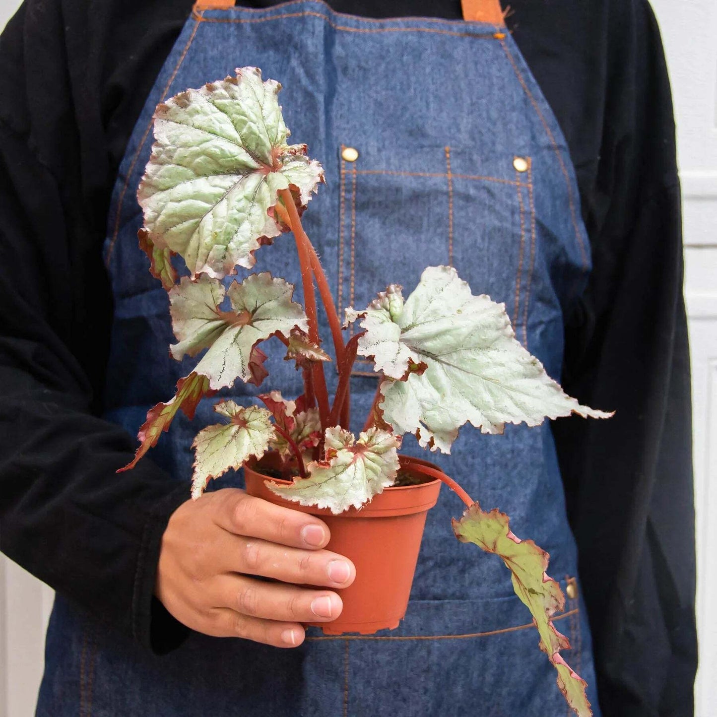 Begonia 'Rex' - 4 Pack Variety-4" Pot LuxuryLifeWay Online Store