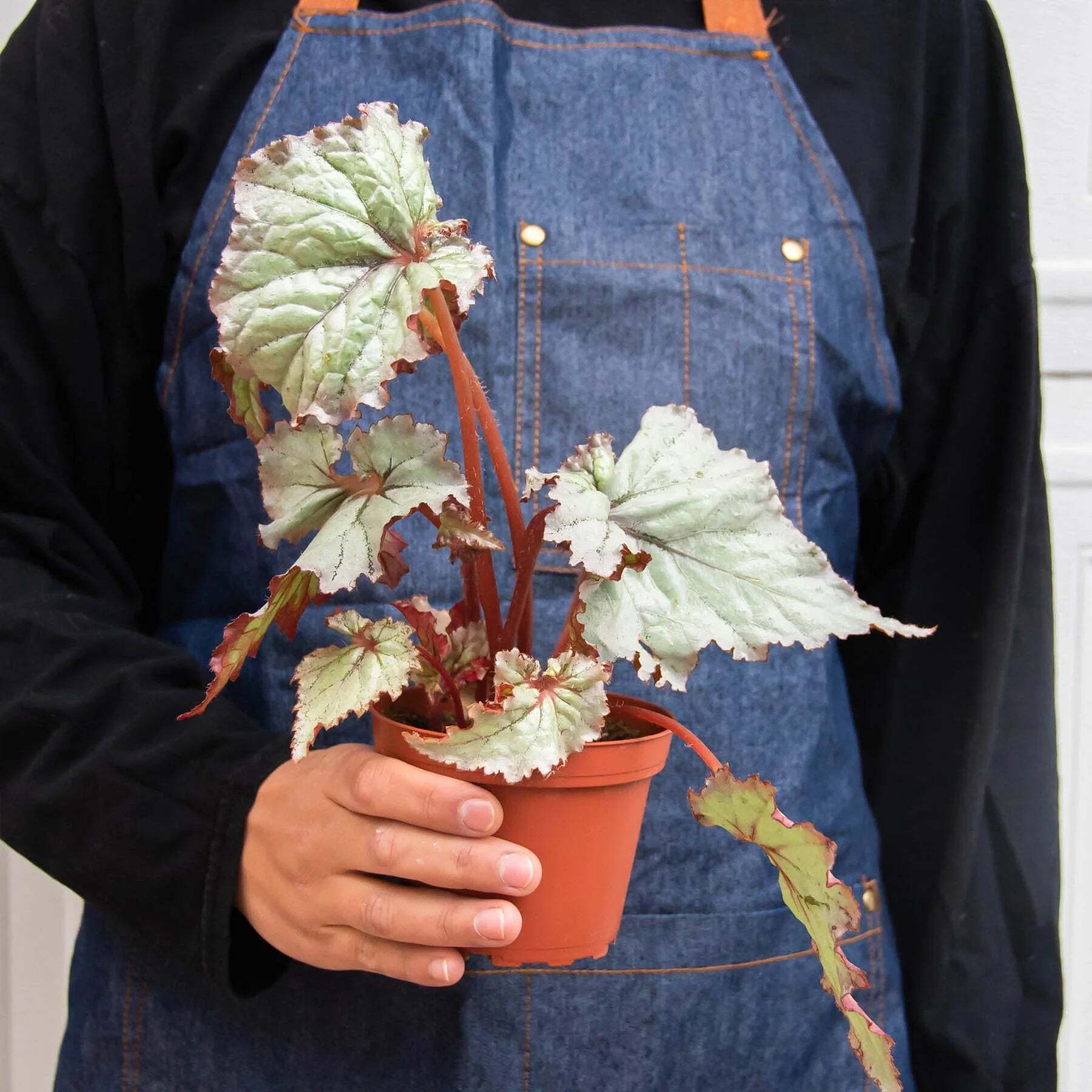 Begonia 'Rex' - 4 Pack Variety-4" Pot LuxuryLifeWay Online Store