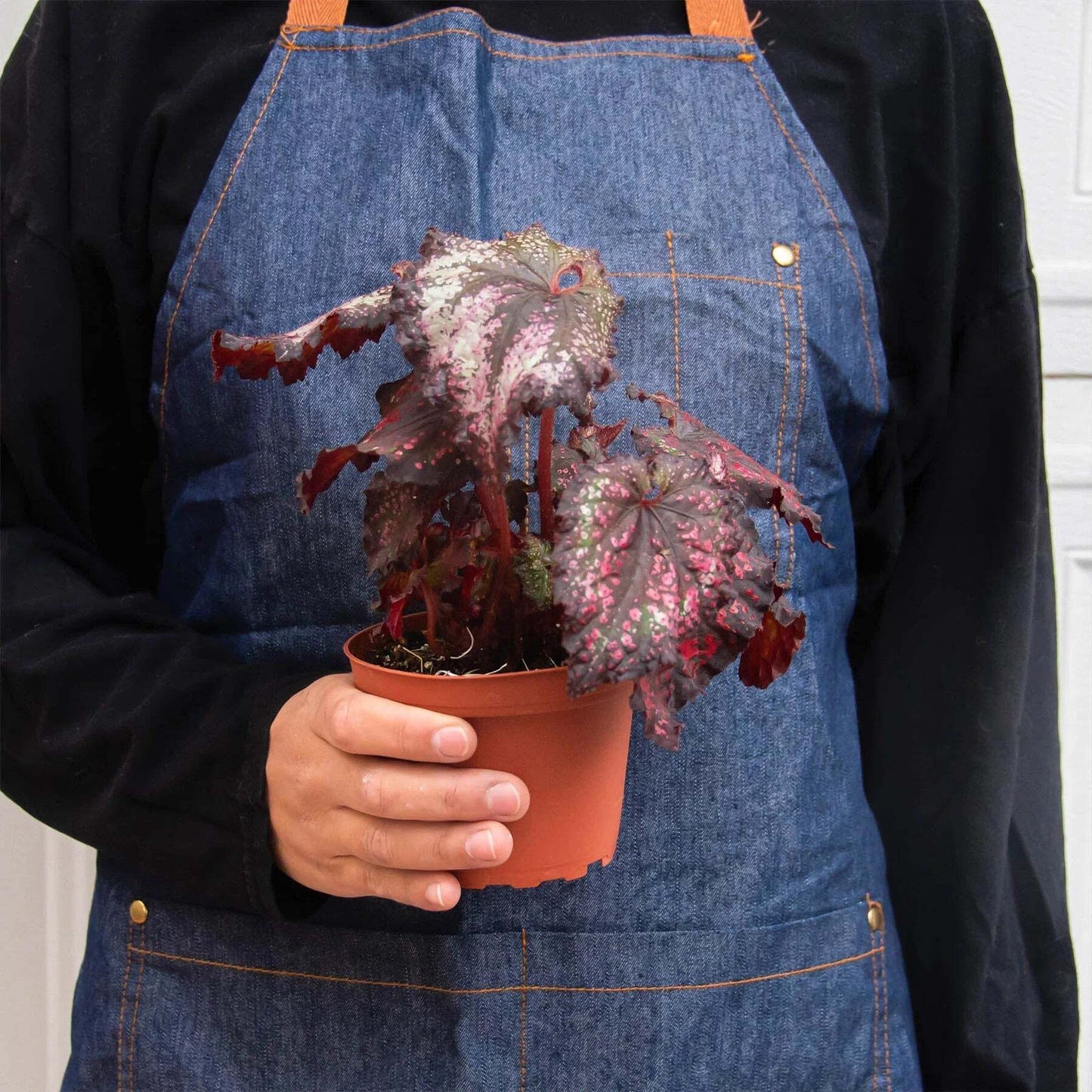 Begonia 'Rex' - 4 Pack Variety-4" Pot LuxuryLifeWay Online Store