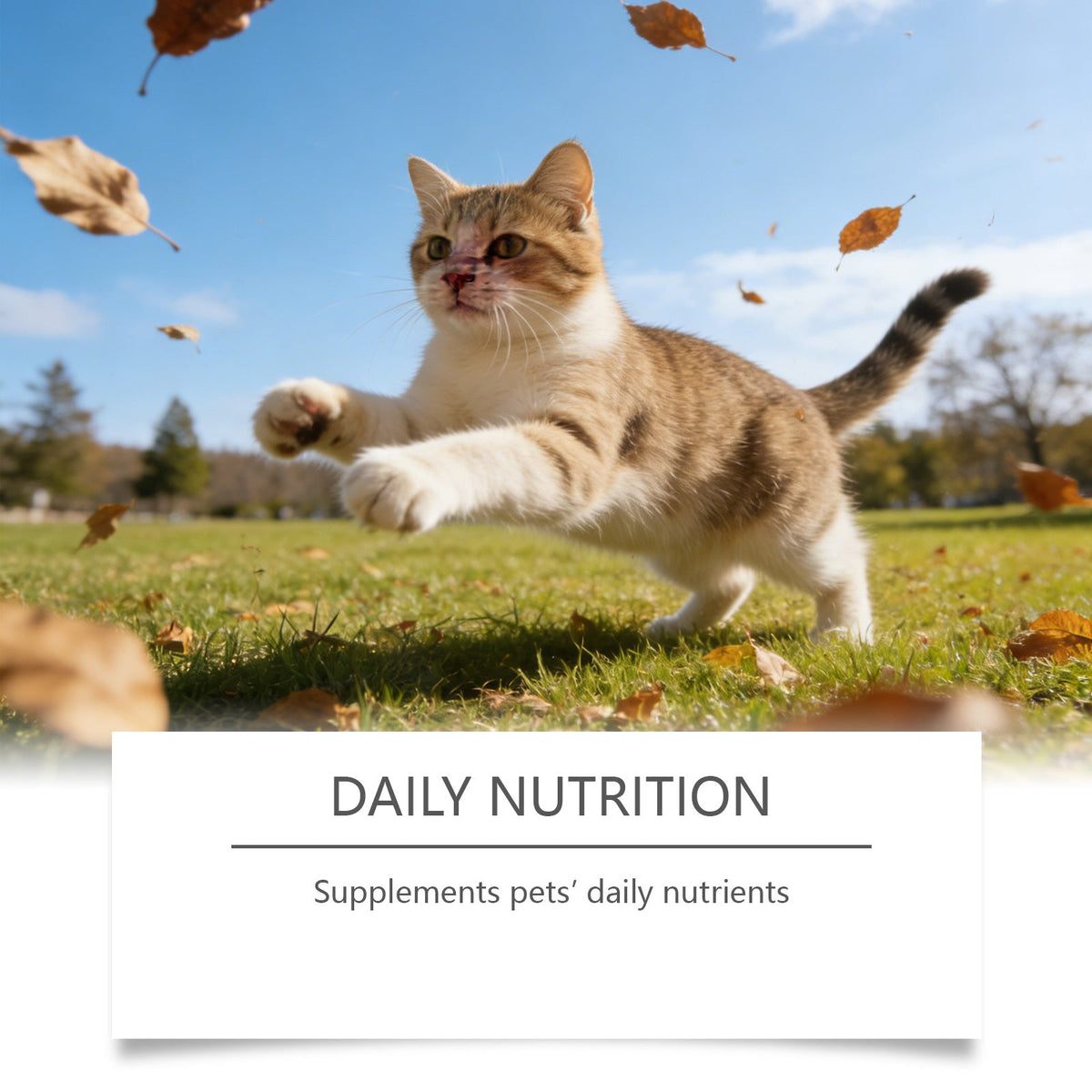 Cat Taurine Powder Pets Fashion