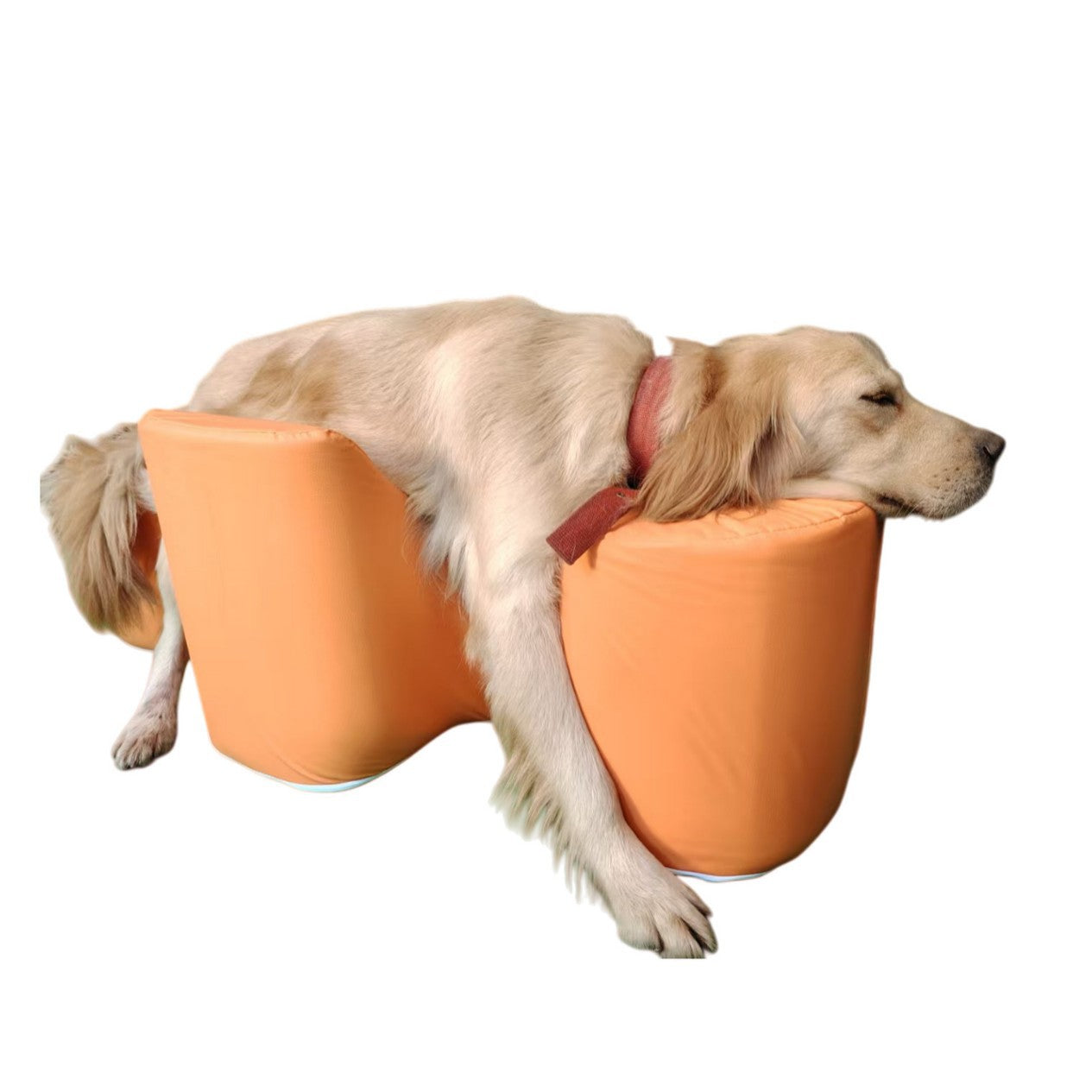 Postoperative Rehabilitation A Paralyzed Dog Rising With The Help Of A Sofa Cushion Pets Fashion