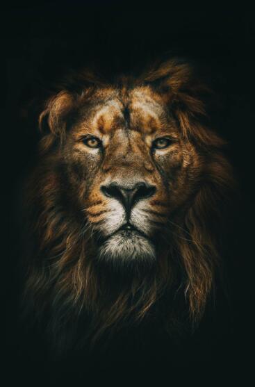 Canvas Animal Posters And Print Wall Decor PearlNestDecor.com
