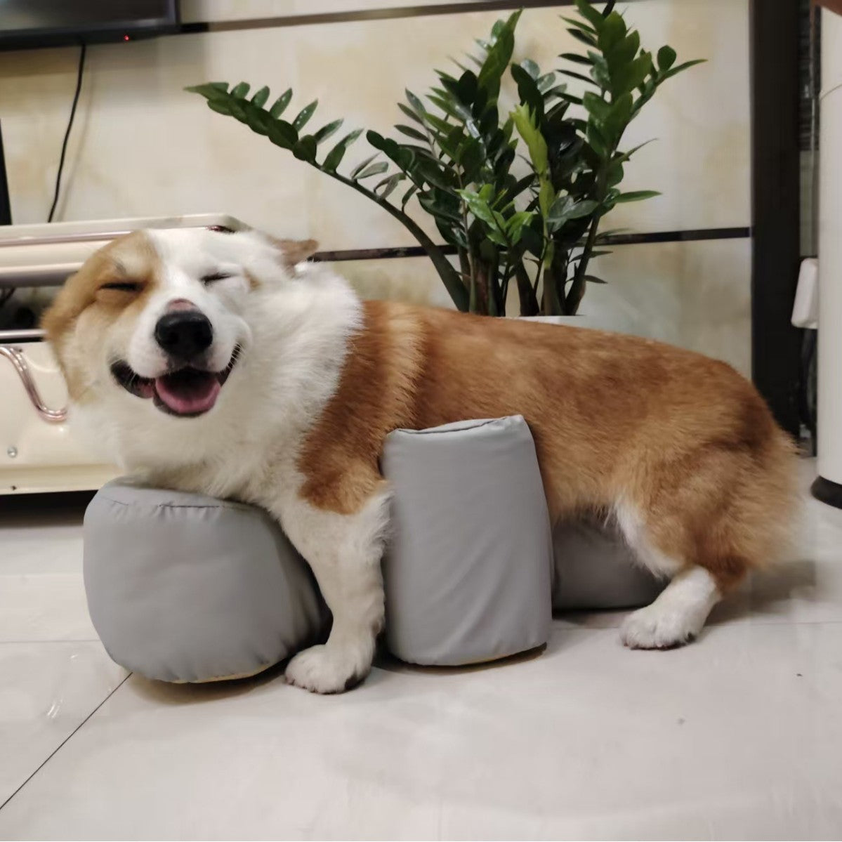 Postoperative Rehabilitation A Paralyzed Dog Rising With The Help Of A Sofa Cushion Pets Fashion