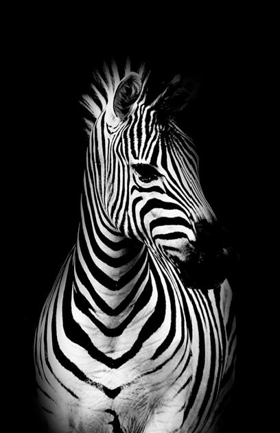 Canvas Animal Posters And Print Wall Decor PearlNestDecor.com
