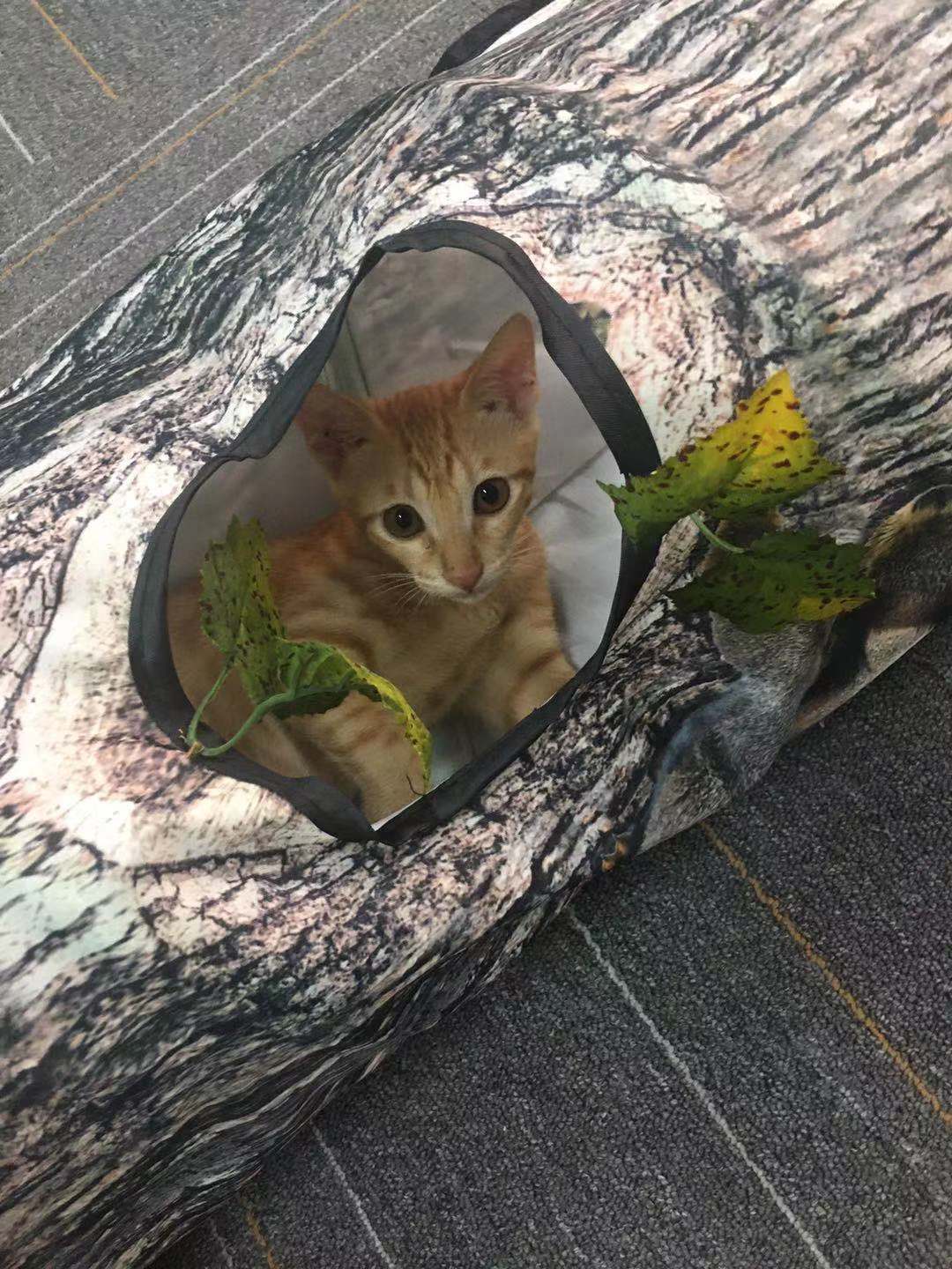 Tree Pattern Tunnel Pet Zhiyi Cat Toy Pets Supplies Dog Toys Pets Fashion
