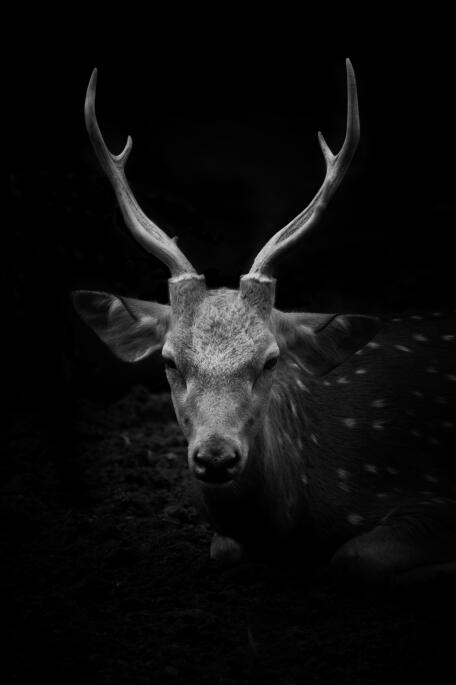 Canvas Animal Posters And Print Wall Decor PearlNestDecor.com