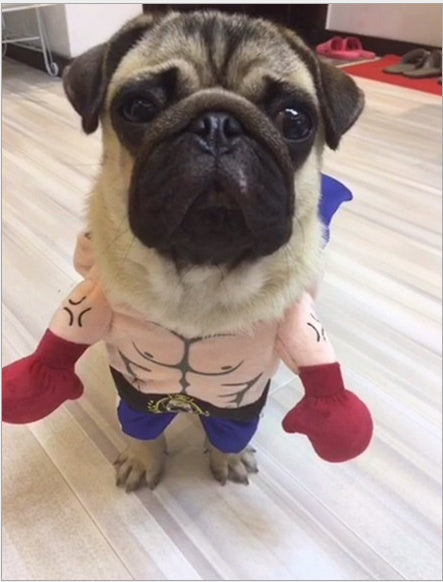 Boxer Cat Costume Pets Fashion