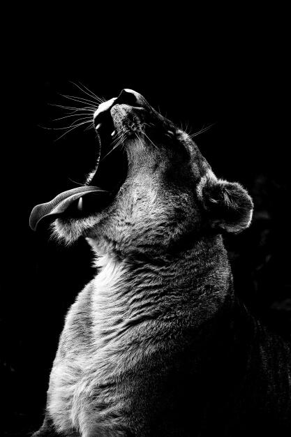Canvas Animal Posters And Print Wall Decor PearlNestDecor.com