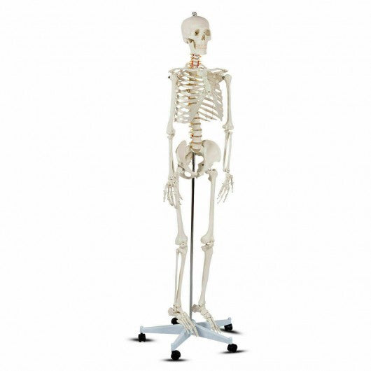 Life Size Human Skeleton Model for Anatomy Anatomical Skeleton with Nerves System