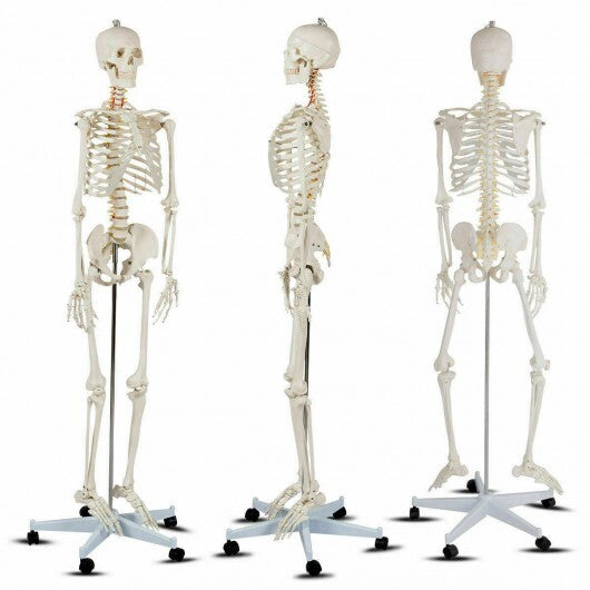Life Size Human Skeleton Model for Anatomy Anatomical Skeleton with Nerves System