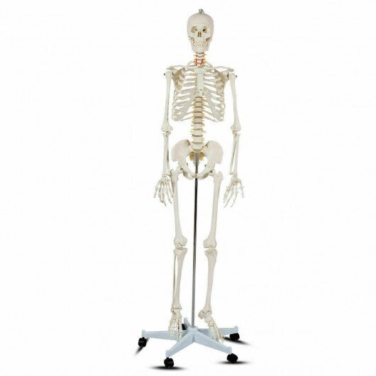 Life Size Human Skeleton Model for Anatomy Anatomical Skeleton with Nerves System