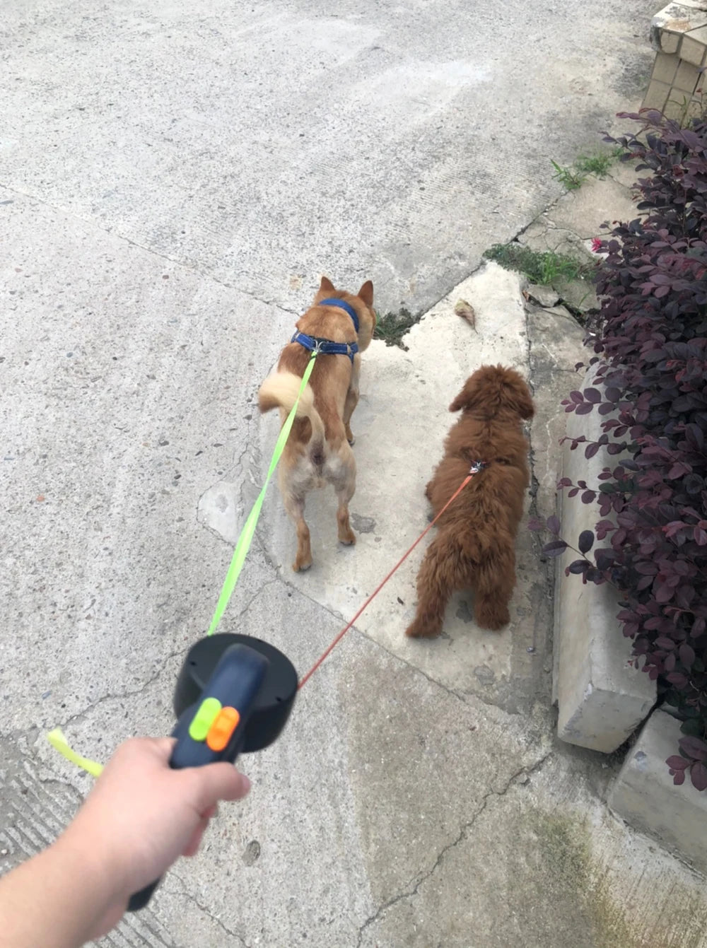 3m Retractable Dog Leash For Small Dogs Reflective Dual Pet Leash Lead 360 Swivel No Tangle Double Dog Walking Leash With Lights Pi-Mart