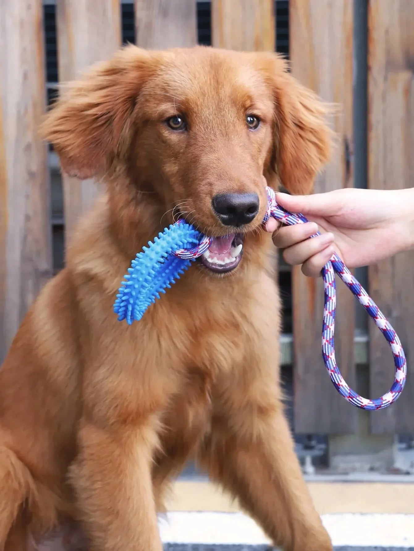 Dog Toys Chew Resistant Nylon Rope Toys Pet Colorful Woven Knot Rubber Toys Dog Self Fun Outdoor Swimming Toys Pet Supplies Pi-Mart