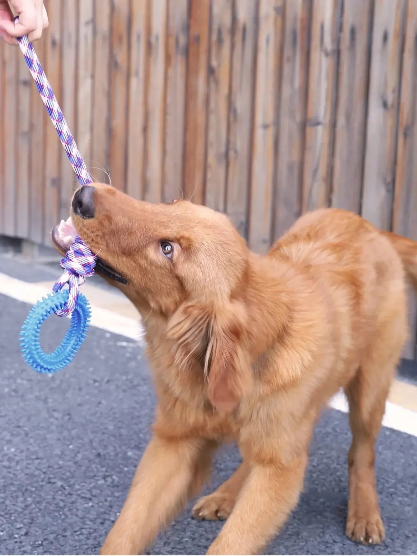 Dog Toys Chew Resistant Nylon Rope Toys Pet Colorful Woven Knot Rubber Toys Dog Self Fun Outdoor Swimming Toys Pet Supplies Pi-Mart