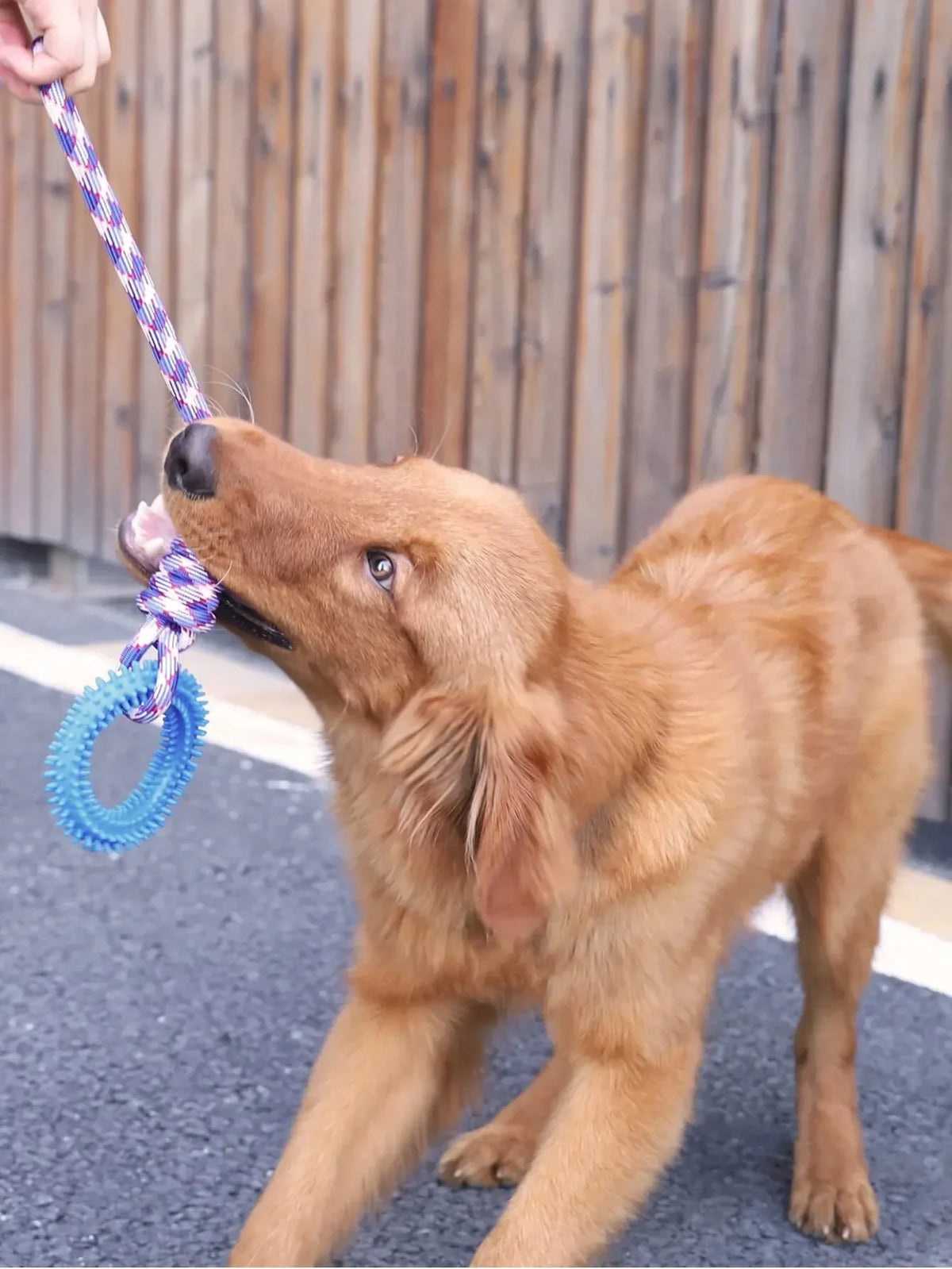 Dog Toys Chew Resistant Nylon Rope Toys Pet Colorful Woven Knot Rubber Toys Dog Self Fun Outdoor Swimming Toys Pet Supplies Pi-Mart